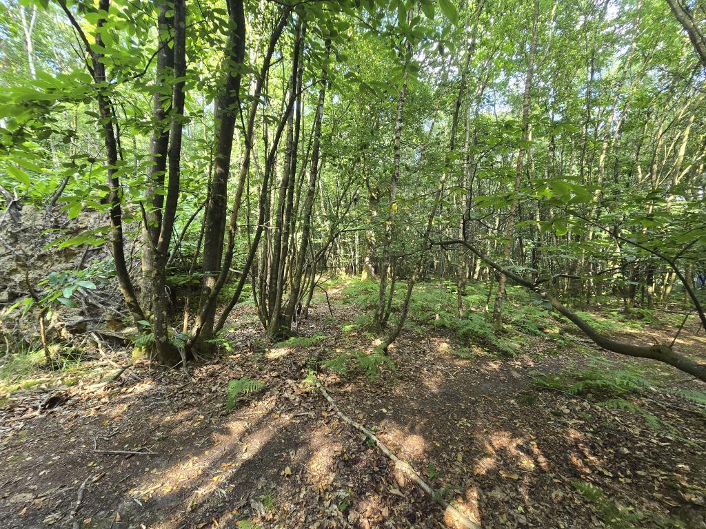 Lot: 8 - 0.48 ACRES OF WOODLAND - Woodland